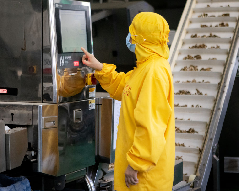 DRIED OYSTER MUSHROOM MATERIAL.jpg